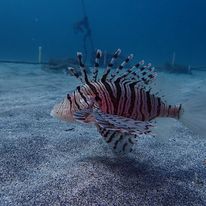 ベンジャミンリーフのカバー画像2