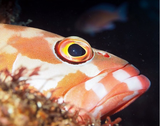 アロハダイブのカバー画像1