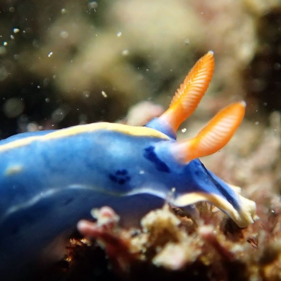 アロハダイブのカバー画像2