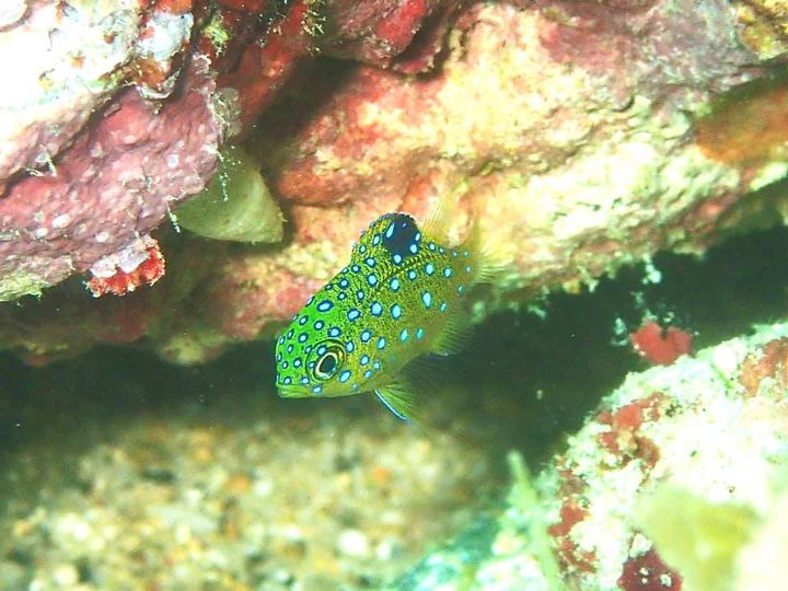 オアシスのカバー画像3