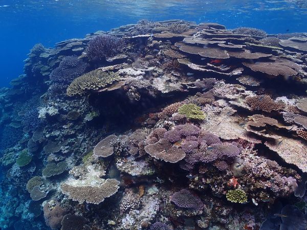 ダイビングプロジェクト ジックのショップ写真9