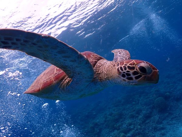 ダイビングプロジェクト ジックのショップ写真10