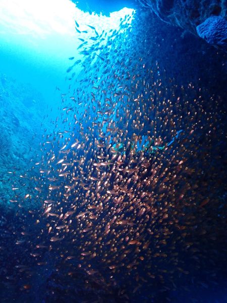 ダイビングプロジェクト ジックのカバー画像2