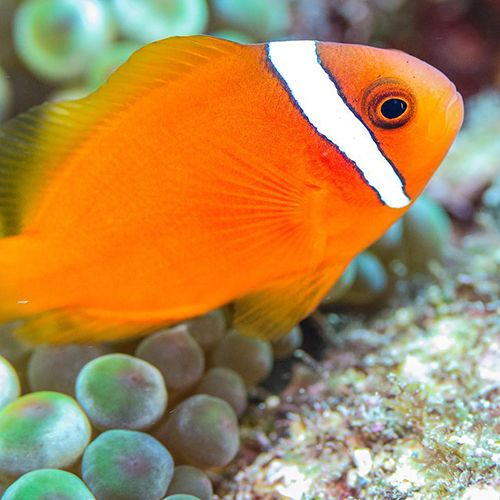 TAKEDIVEのカバー画像3