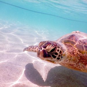 TAKEDIVEのカバー画像1