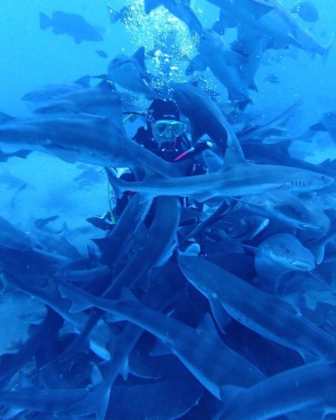 アスリエダイビングクラブのカバー画像1