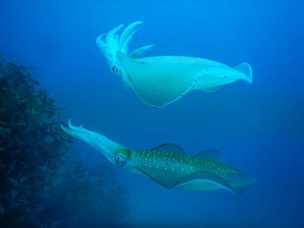 ミッドサマーのショップ写真9