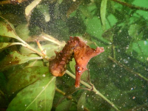 ミッドサマーのショップ写真8