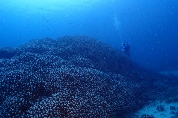 ミッドサマーのショップ写真11