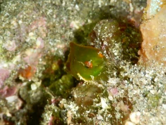 ミッドサマーのショップ写真7