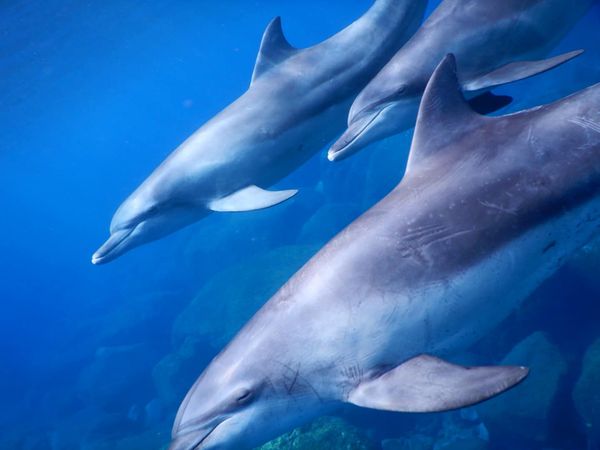 ミッドサマーのカバー画像2