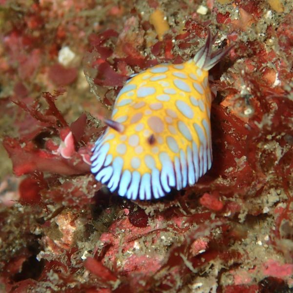 ダイブジェイのカバー画像1