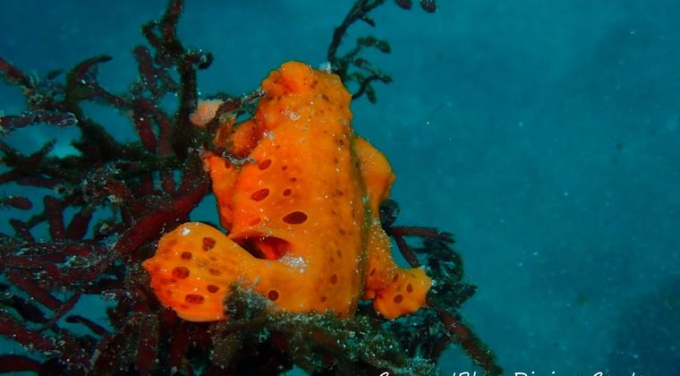 カレントブルーのショップ写真8