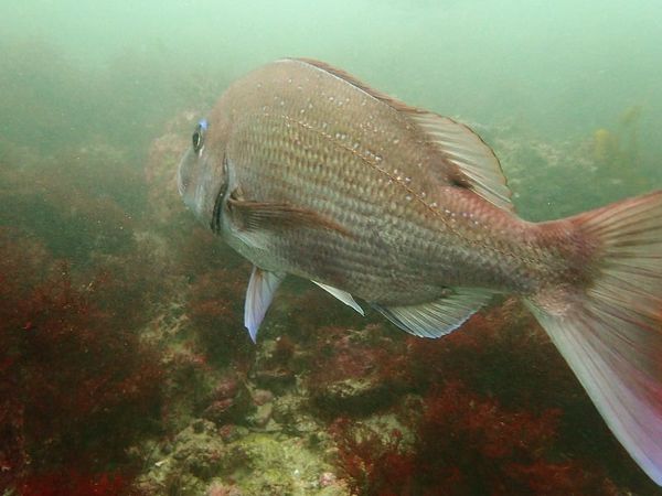 ブルー&スノーダイビング 柏店のショップ写真8