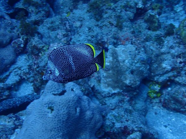 ブルー&スノーダイビング 柏店のショップ写真6