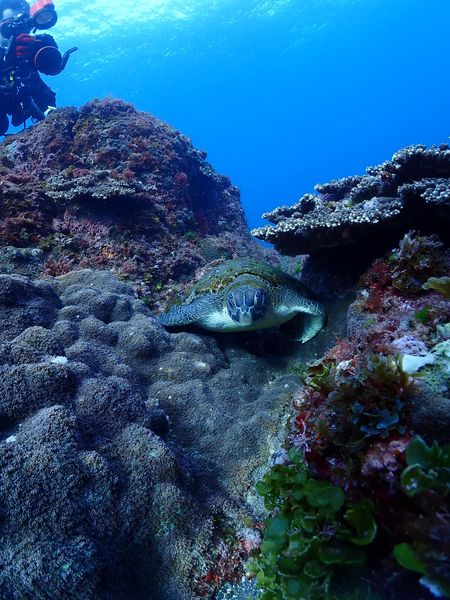ブルー&スノーダイビング 柏店のカバー画像1