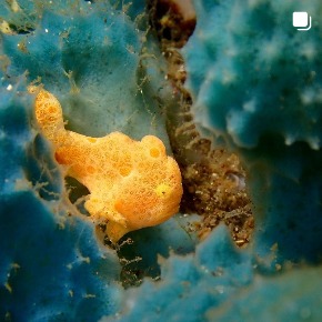 シープラネットのカバー画像2