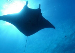 PEACE SEAS 藪店のカバー画像2