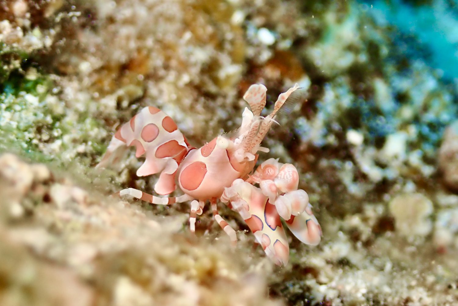 宮古島サマーパーティーのショップ写真6