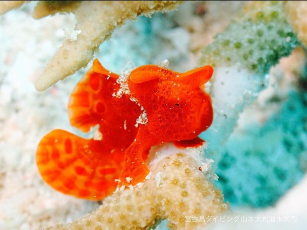 山本大司潜水案内のカバー画像2