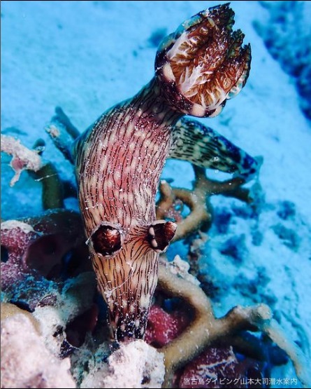 山本大司潜水案内のカバー画像3