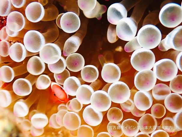 山本大司潜水案内のショップ写真6